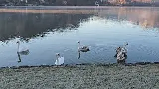2025-12-20 BLED Bljesko jezero ANSERIFORMES Cygnus olor LABOD GRBEC