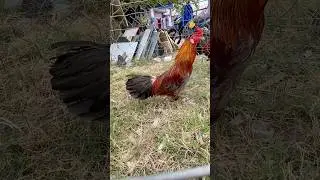 chicken (thousand blood warrior) #chicken #afternoon #shorts