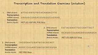 Transcription and Translation made easy | Solved Examples | DNA to Amino Acids