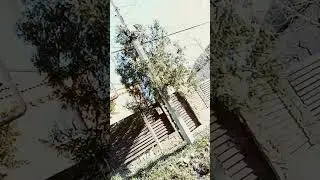 #csgovideo #cs2 #trend