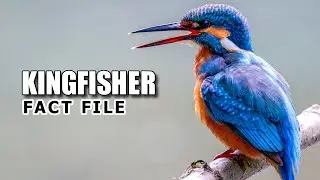 Kingfisher Facts: Not JUST a FISHING Bird 🐦&zwj;⬛ Animal Fact Files