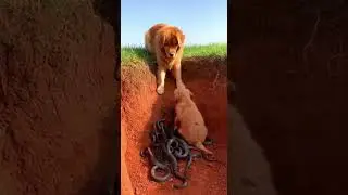 Golden Retriever Saves Her Puppy with Help Quick Thinking Saves Day #Dogs #Pets #Rescue