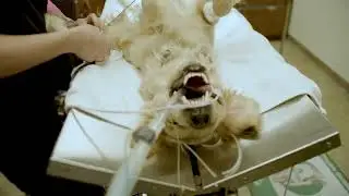 Veterinary Professional Associates are Dangerous for Pets