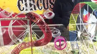 ZYLDAD - The Mouse Circus