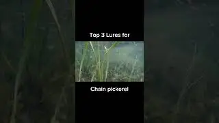 Top 3 Lures for Chain Pickerel! | #pickerel #fishing #shorts
