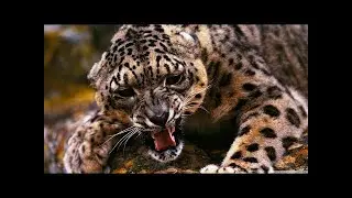 NAT GEO WILD - When Predator Fails - Seek & Destroy - HD 720p.