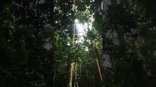 Сейшелы. Каково это побывать в настоящем облаке☁️.. Гора Morne Blanc