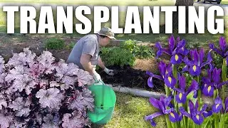 Transplanting Heuchera and Dutch Iris