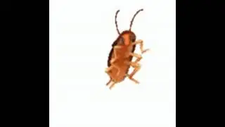 cockroach dancing type beat