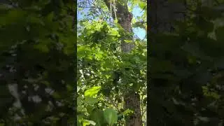 Adelaide's Warbler at Bosque Estatal de Guanica.