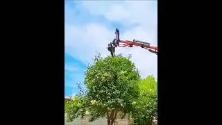 Ferramenta de poda para copas de &aacute;rvores redondas