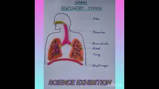 #Human respiratory system#easy clay science project#easy model#class 4