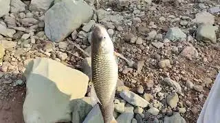 Another Big Fish Caught At Chahan Dam