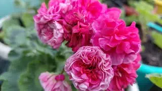 Geranium varieties...........