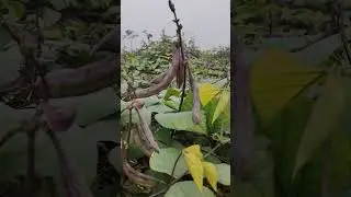 &ldquo;Sem Farming From Seed to Harvest 🌱 | Profitable Farming Shorts&rdquo; #minivlog #youtubevloggers