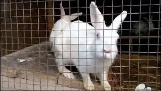 video of  Shatabdi park