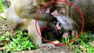 Very sad poor new baby Timo get hurt much cos Popeye do catching till new baby cry loudly