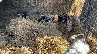 Видеообновление о поросятах! Они обожают свежие тюки сена! 11.01.2026