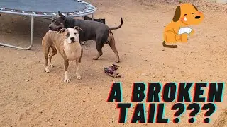 HOW TO FIX A DOGS LIMBER TAIL!