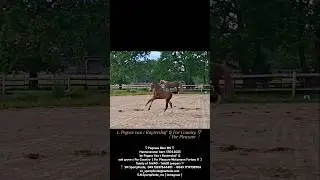 Pegasus Blue MS ♡Hann.17.04.2025 by Pegase Van't Ruytershof  & oak grove s ForCountry/For Pleasure