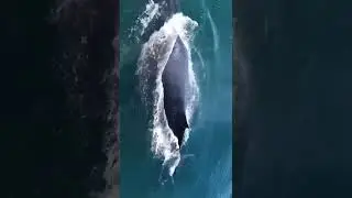 humpback whale in Alaska waters# wild wild west