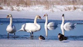 Mute Swans in Winter, 4K
