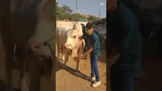 Cattle Farm #cattleworld#mashallah  #cowlover #unfrezzmyaccount #like #like #subscribe