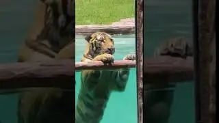 Travel Vlog(Bali Safari Marine Park)Tiger Show