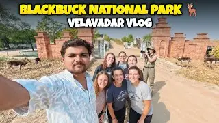 Velavadar National Park Gujrat 🦌 | We Saw 100s of Rare Blackbucks | Wildlife Safari Trip | 2025