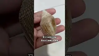 ellobium aurismidae#seashells