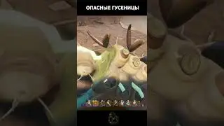 ОПАСНЫЕ ГУСЕНИЦЫ НАПАДАЮТ | GROUNDED