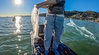 Come With Us To Fish The Bay Area Herring Spawn 2026