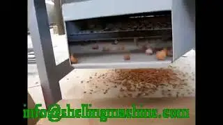 Macadamia nuts shelling machine