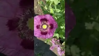 Opium poppy pollination- Polenizarea macului