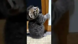 Short Cat GIFs! (on the internet) #shorts #catvideos
