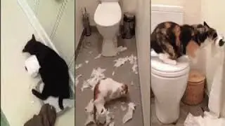 Paradise Compilation Animals 30 Seconds
