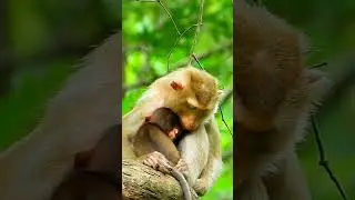Poor Baby Monkey Kenzo & MommyKatrina. #baby #monkey #minimonkey #viralvideo #shorts #0782