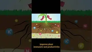 Jaivizyme All Mix- #agriculture #fertilizer #biostimulant #farming #crop