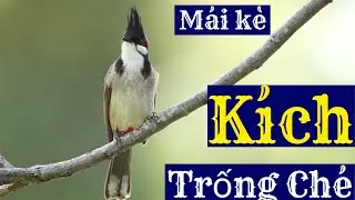 Chào mào mái kích trống nhanh căng lửa , ép trống bổi căng ché , chao mao mai