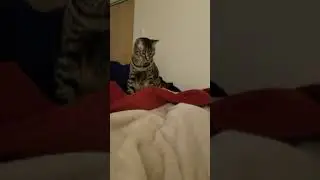 Cats fighting through a blanket