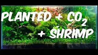 Planted Aquariums + CO2 + Shrimp