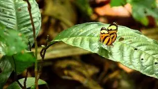 Hypothyris vallonia BoeufMort 240811 AV.MOV