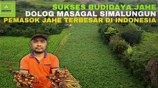 SUKSES BUDIDAYA JAHE || DOLOG MASAGAL SIMALUNGUN || PEMASOK JAHE TERBESAR DI INDONESIA