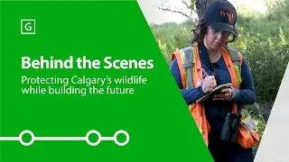Behind the Scenes: Protecting Calgary&rsquo;s wildlife while building the future