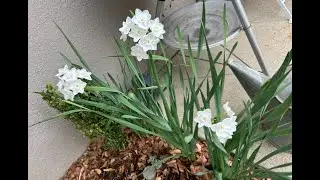 This Week in the Garden: Morning Garden Walk, Paperwhites Blooming, Transplanted Leonotis (S4.E.1)