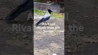 Прорыв по периметру #вороны / Alert call. crow sounds