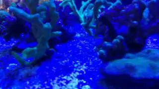 Coral tray quick video 24th Feb 2016