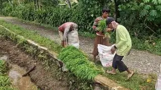 AMAZING FARMING SKILL: CLEANING AND PACKING RICE SEEDLINGS BY HAND - Agriculture Farming