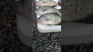 UNBELIEVABLE SIZE CRAPPIE!! HUGE