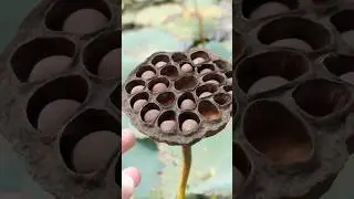 Wild lotus nuts from start to finish #asmr